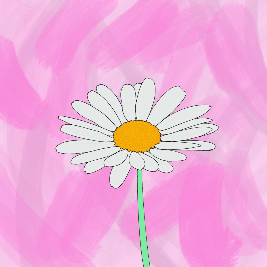 An illustration of an oxeye daisy, a symbol of unrequited love